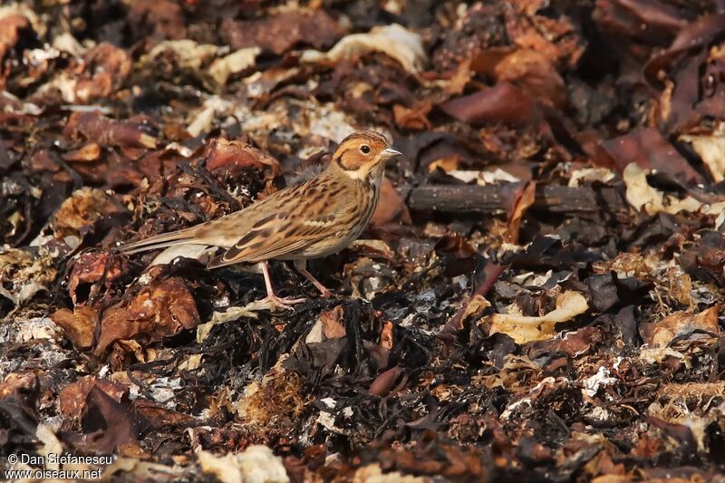 Little Bunting, walking