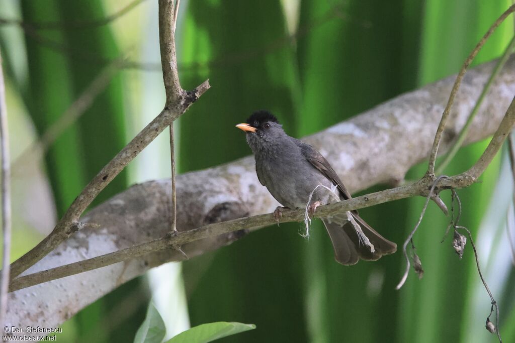 Bulbul de Madagascar