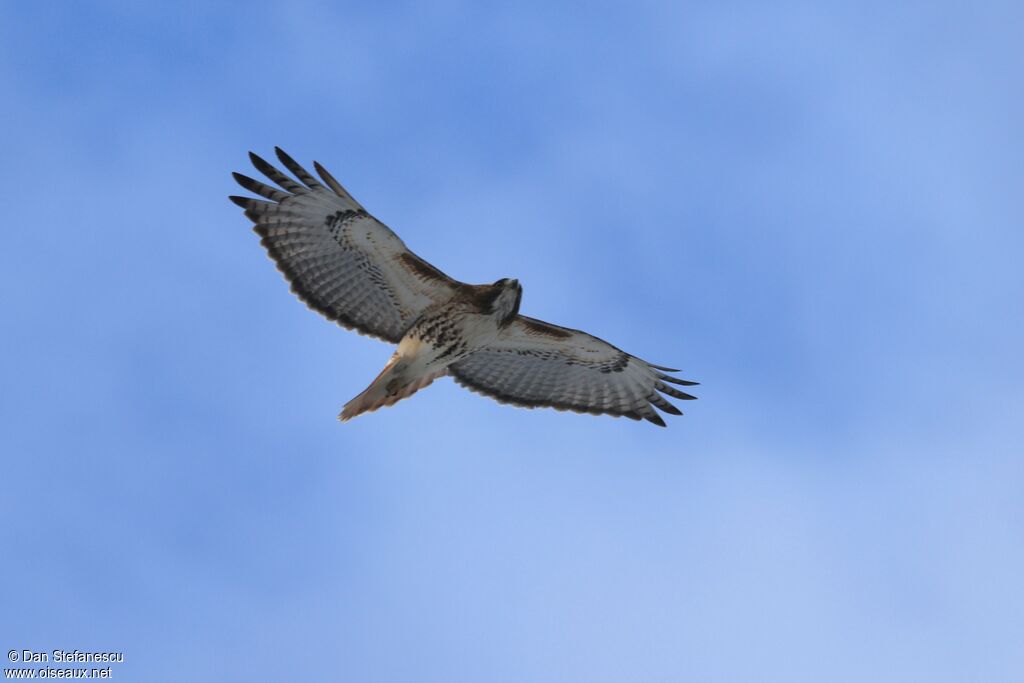 Buse à queue rousse