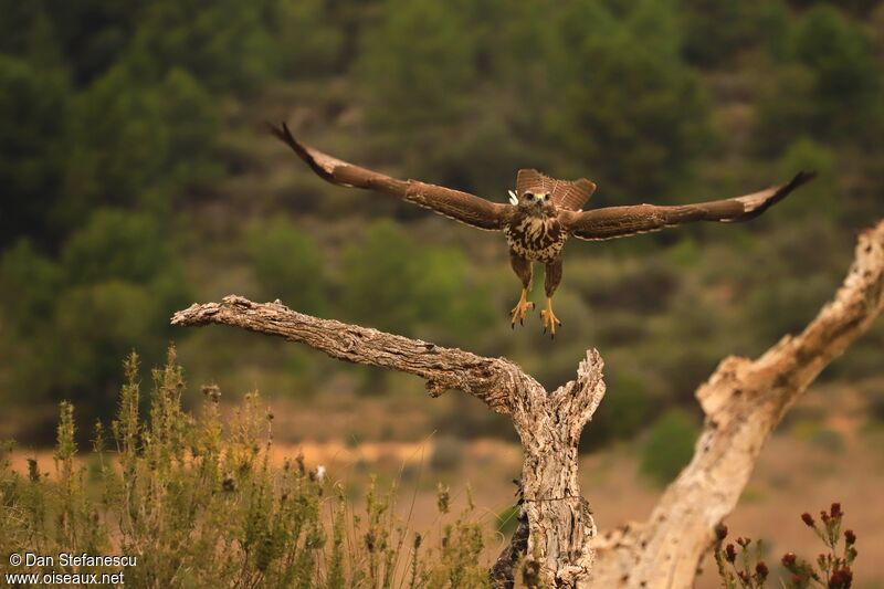 Common Buzzardadult, Flight