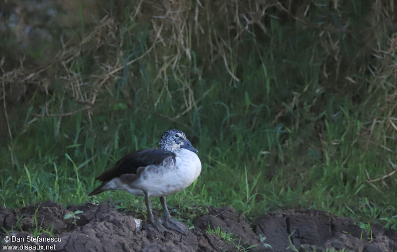 Canard à bosse femelle adulte