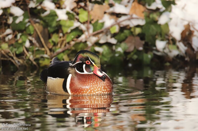 Wood Duck male adult