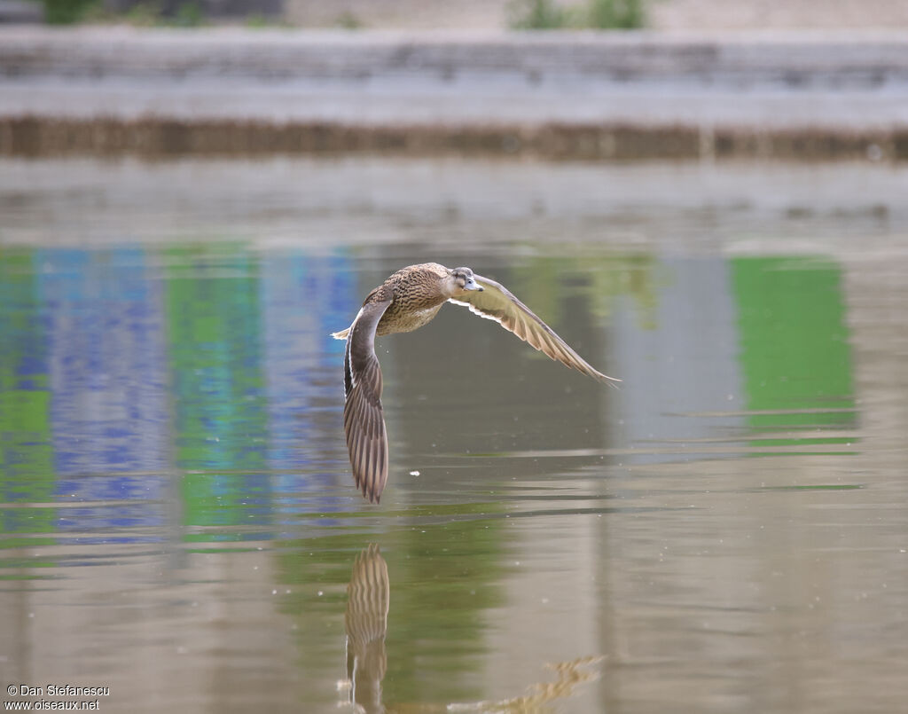 Canard colvert femelle adulte nuptial, Vol