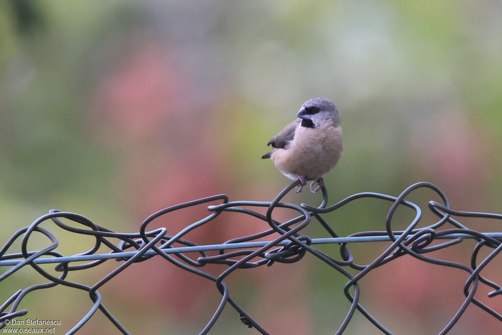 Capucin de Madagascar