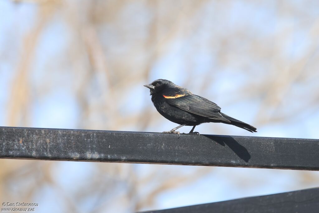 Carouge à épaulettesadulte