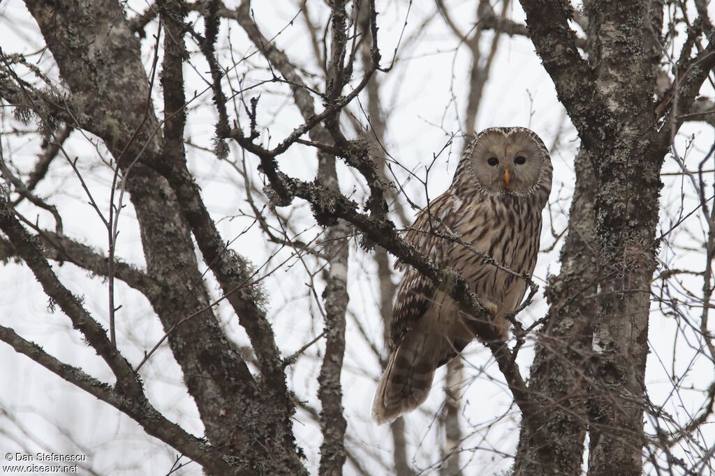 Chouette de l'Ouraladulte