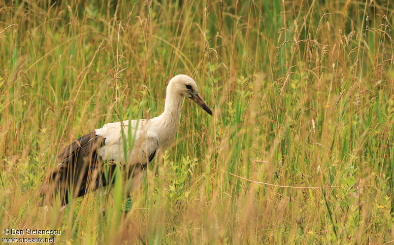 Cigogne blancheimmature