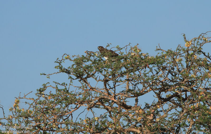 Circaète à poitrine noireadulte