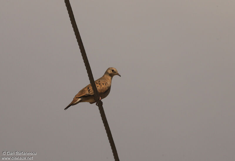 Ruddy Ground Doveadult