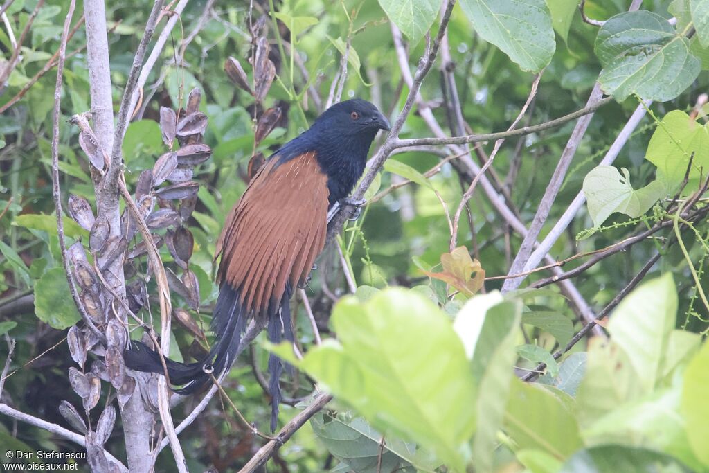 Coucal toulouadulte nuptial