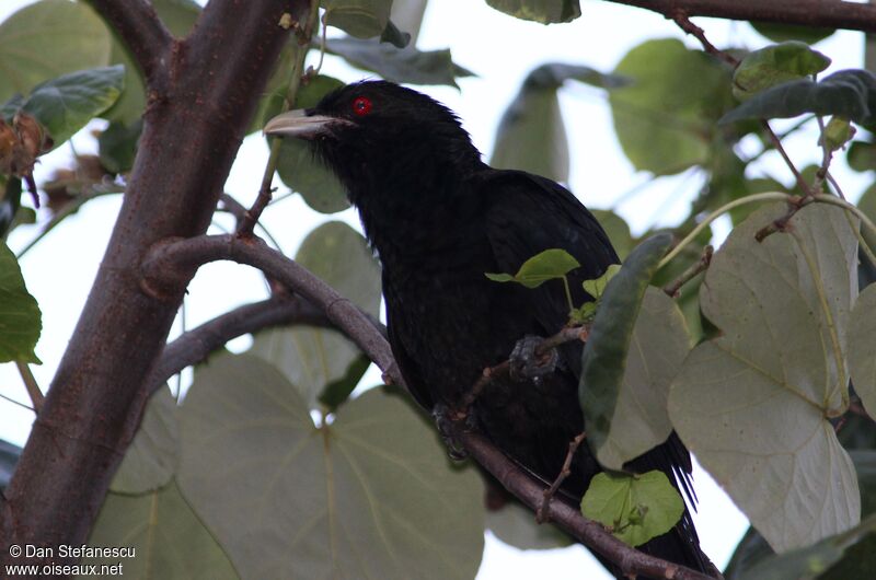 Asian Koel male adult