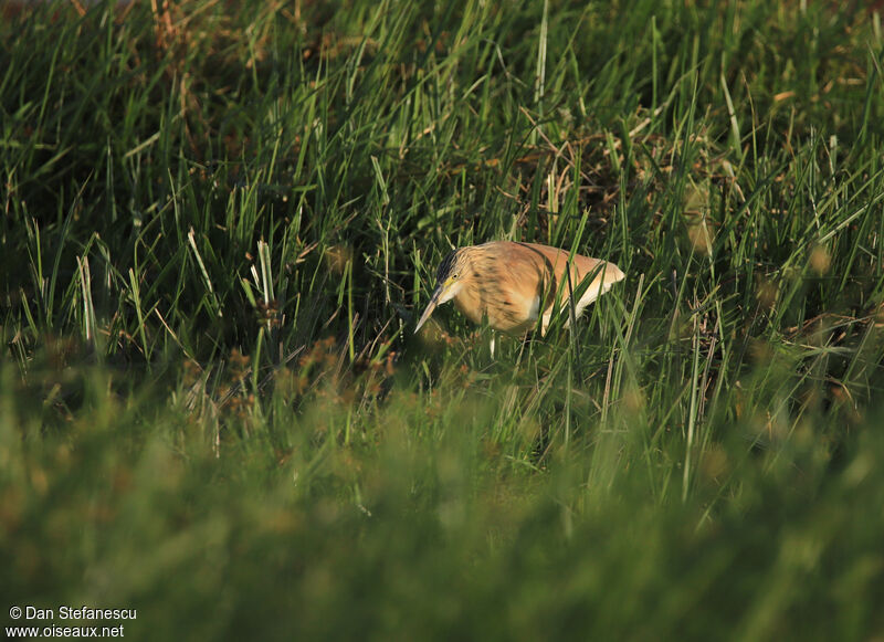 Squacco Heronadult post breeding, walking