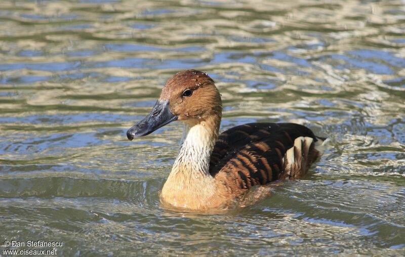 Dendrocygne fauveadulte, nage