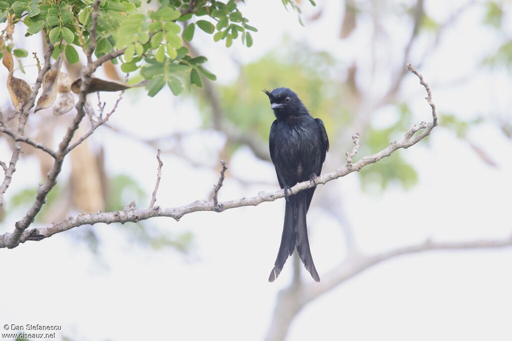 Drongo malgacheadulte