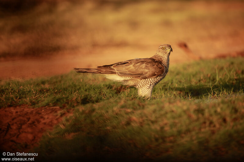 Eurasian Sparrowhawk female adult