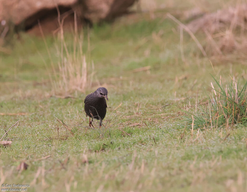 Étourneau unicoloreadulte internuptial