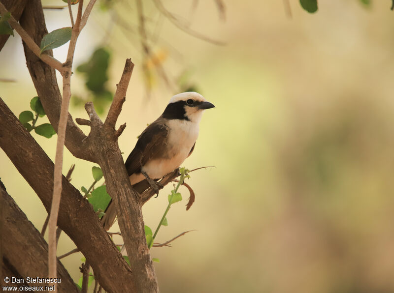 Northern White-crowned Shrikeadult