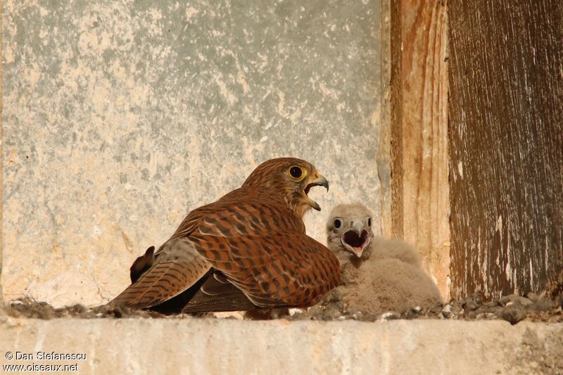 Common Kestrel female Poussin