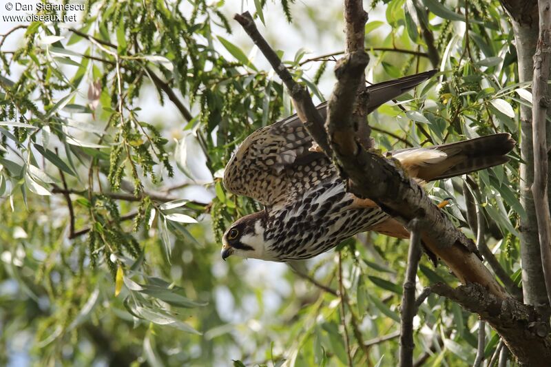 Eurasian Hobbyadult, Flight