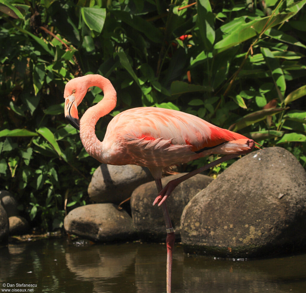 Flamant des Caraïbesadulte