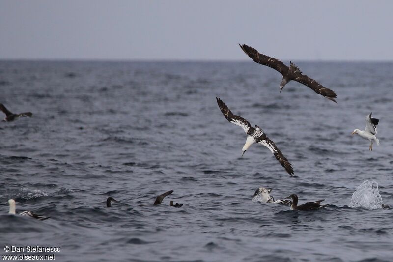 Fou de Bassanimmature, Vol, pêche/chasse