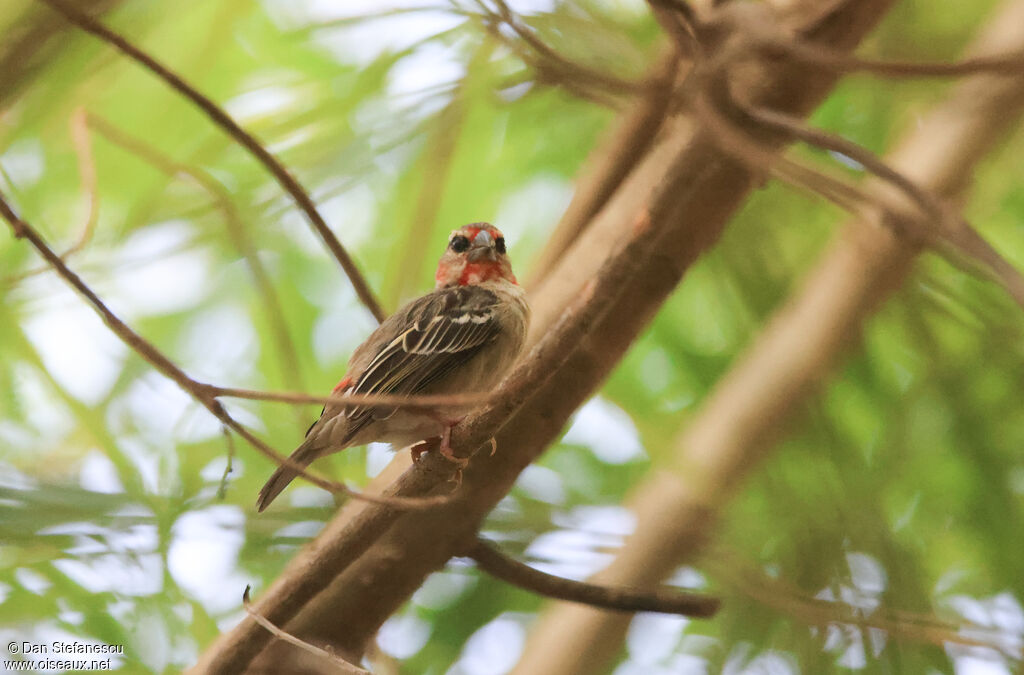 Foudi rouge mâle adulte transition