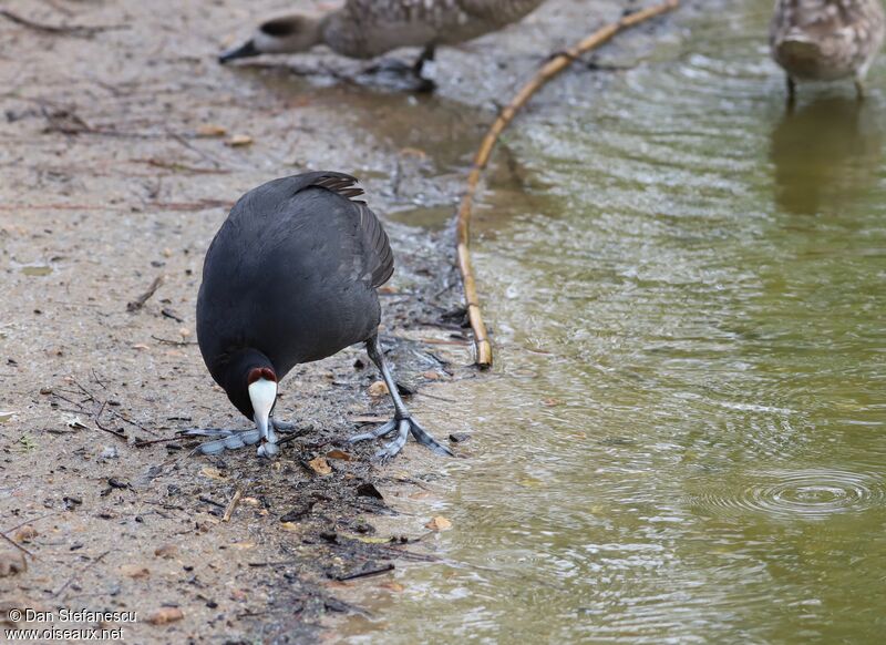 Red-knobbed Coot, walking, eats