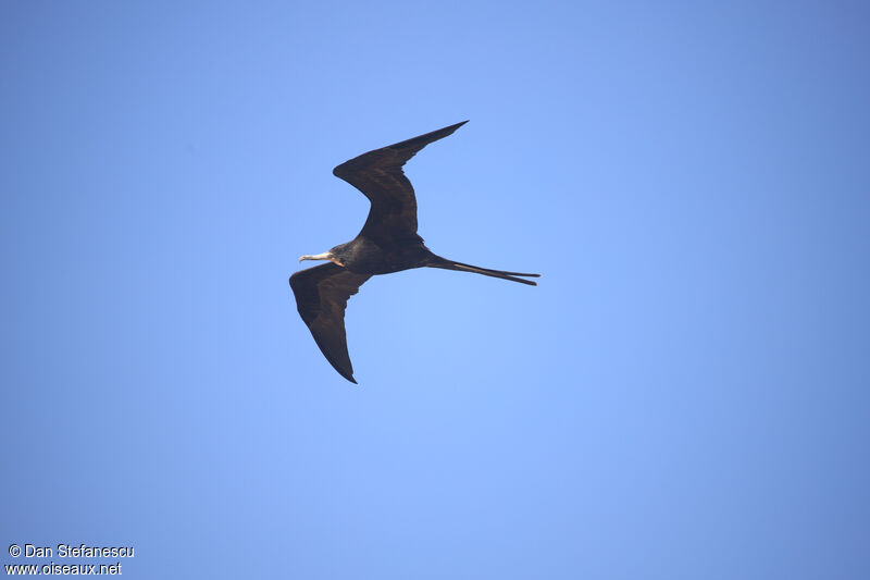 Magnificent Frigatebird male adult, Flight