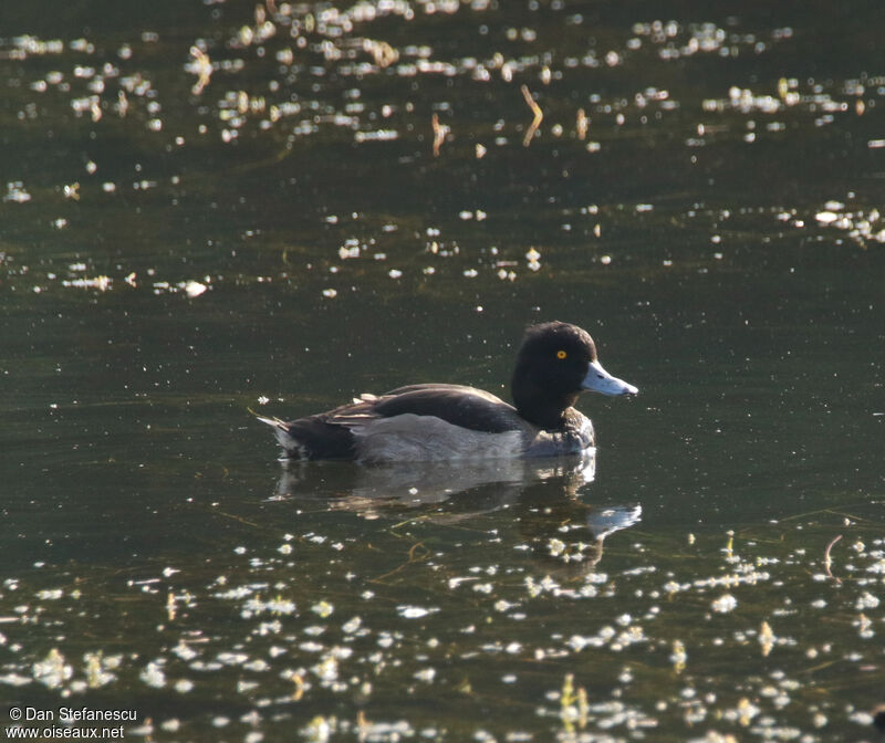 Tufted Duck male adult post breeding