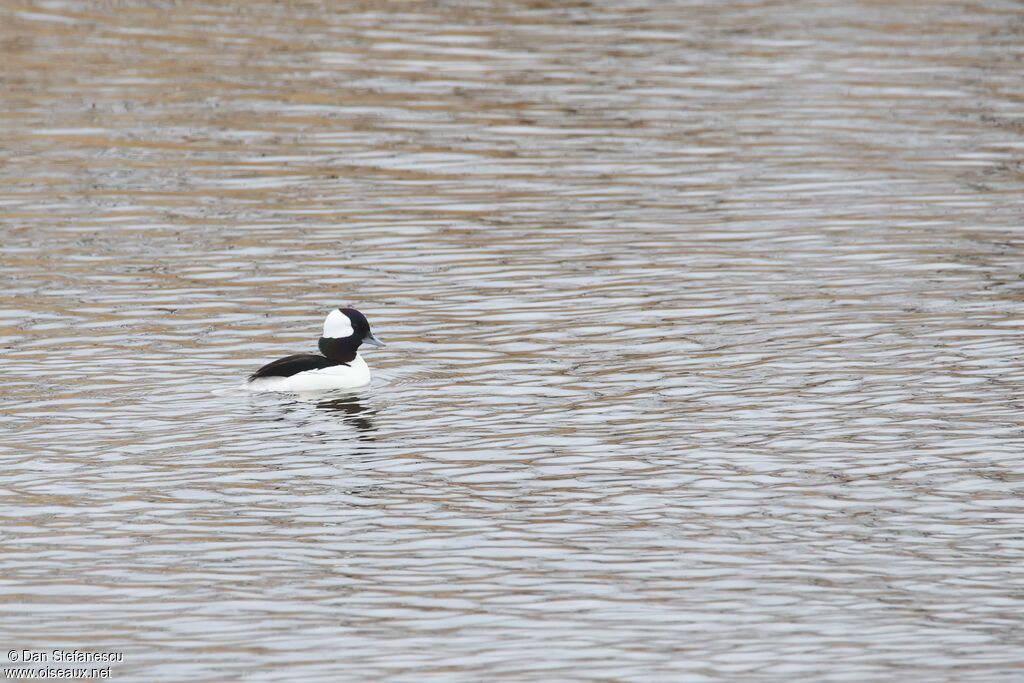 Garrot albéole - Petit Garrot<br /> mâle adulte
