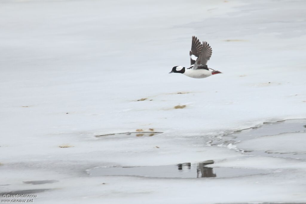Garrot albéole - Petit Garrot<br /> mâle adulte, Vol