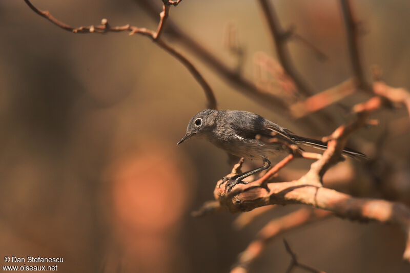 Blue-grey Gnatcatcheradult