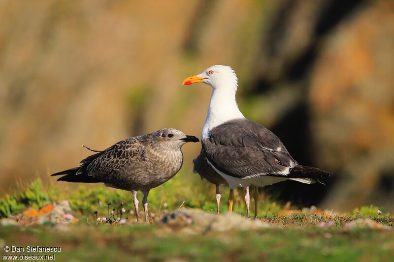 Lesser Black-backed Gulljuvenile