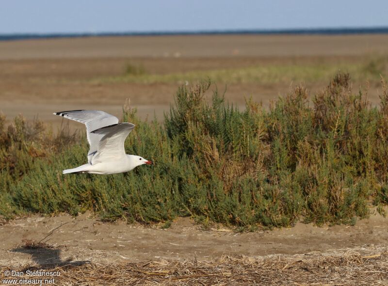 Audouin's Gulladult, Flight