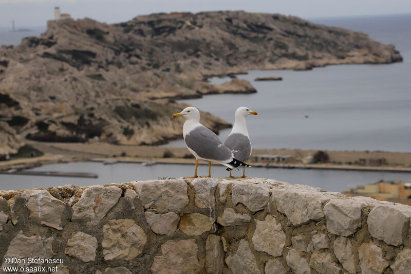 Yellow-legged Gulladult breeding