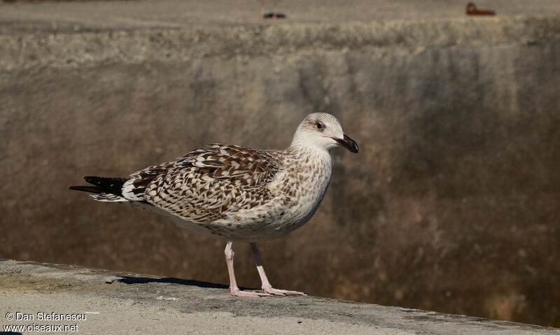 Great Black-backed GullFirst year