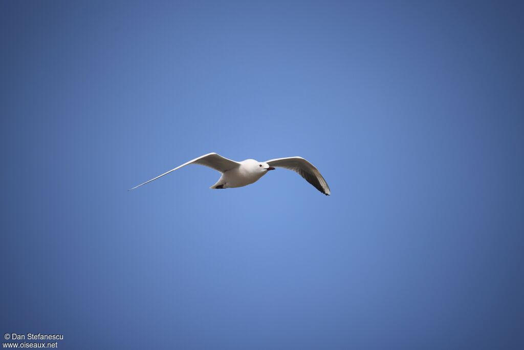 Goéland railleuradulte nuptial, Vol