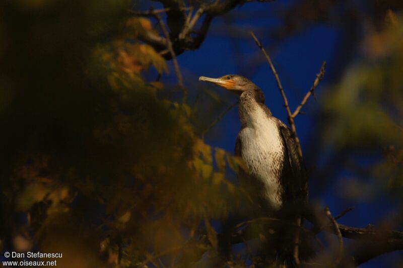 Grand Cormoranjuvénile