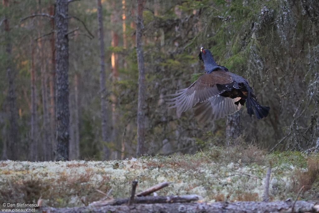 Grand Tétras mâle adulte, Vol
