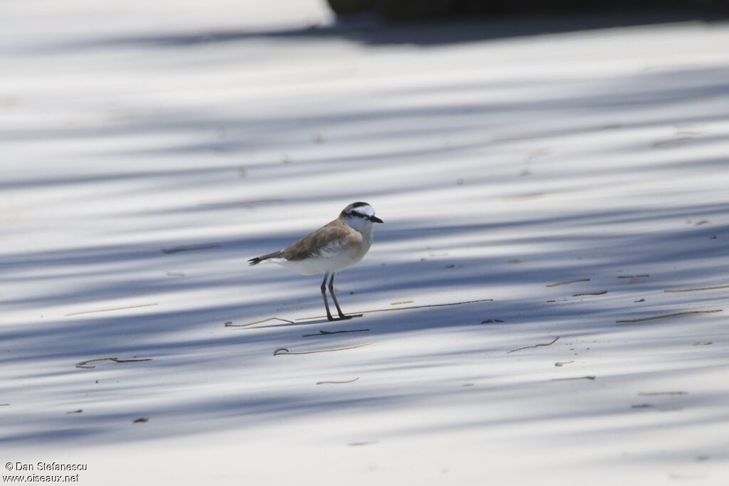 Gravelot à front blanc