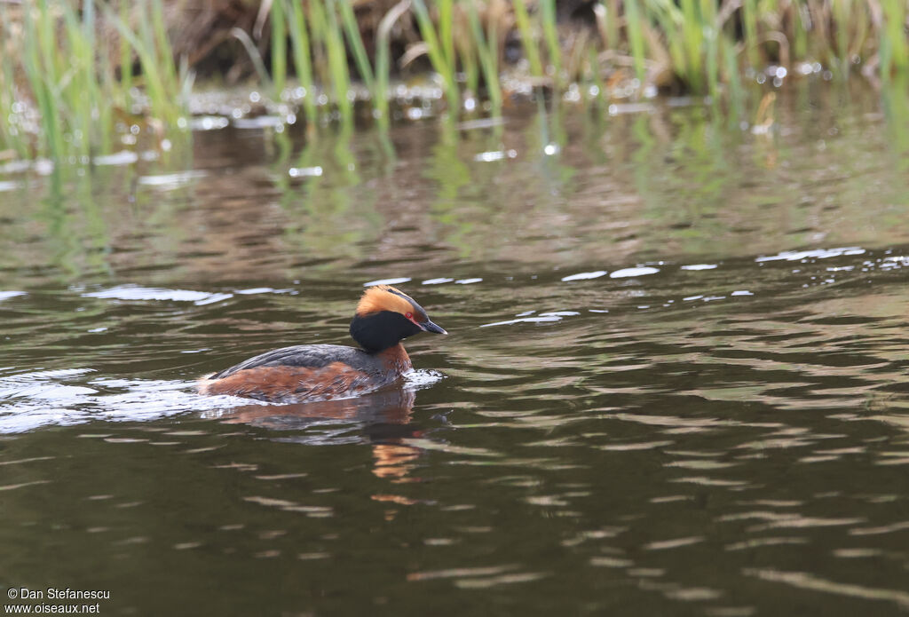 Grèbe esclavonadulte nuptial