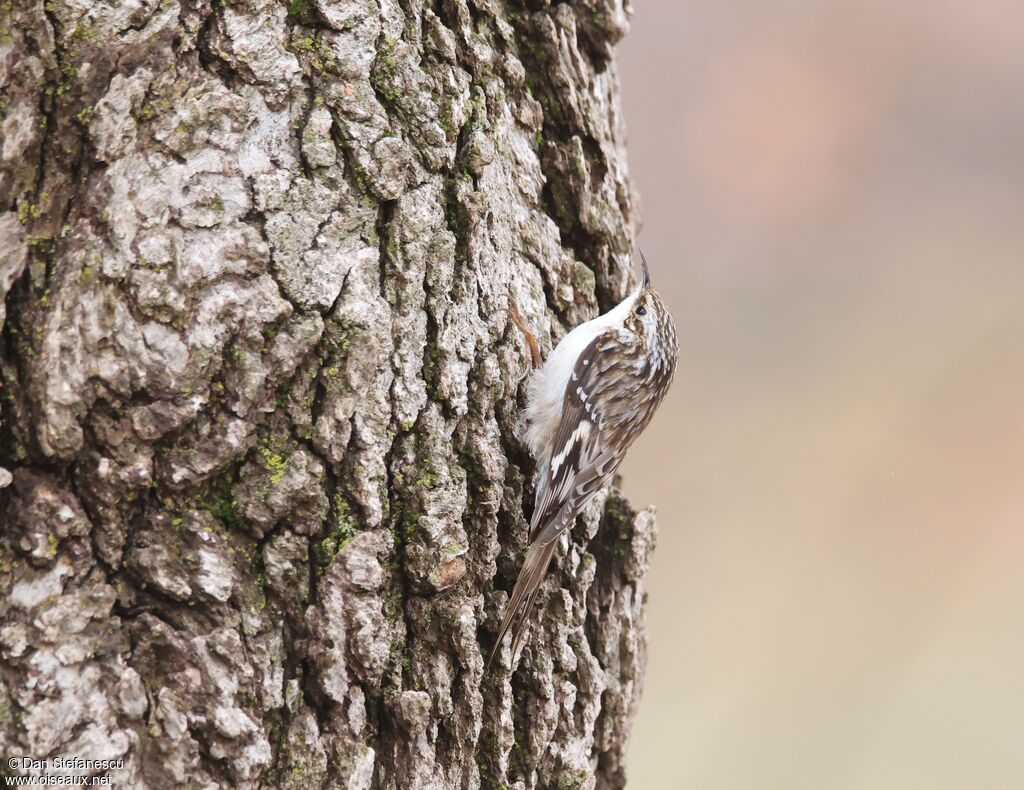 Grimpereau brunadulte