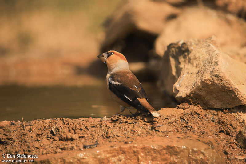 Hawfinch male adult