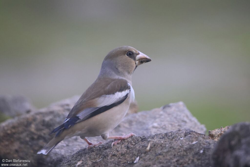 Hawfinch (Gros-bec casse-noyaux) female adult