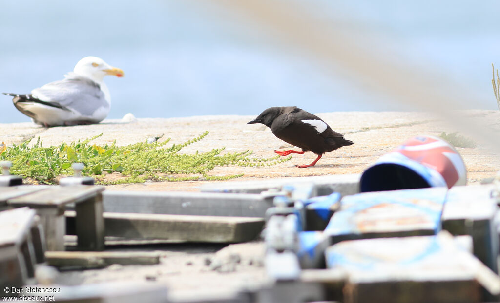 Black Guillemotadult, walking