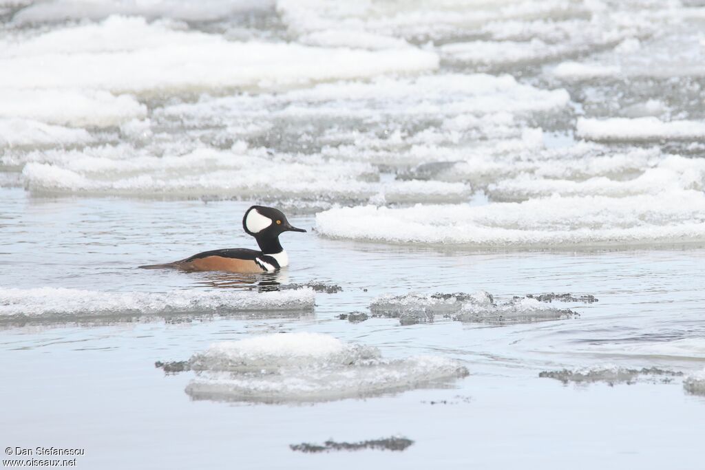 Hooded Merganser
