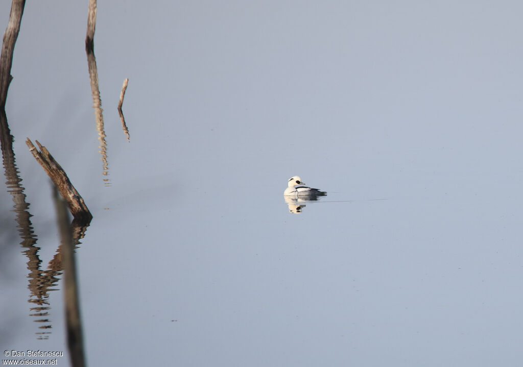 Harle piette mâle adulte