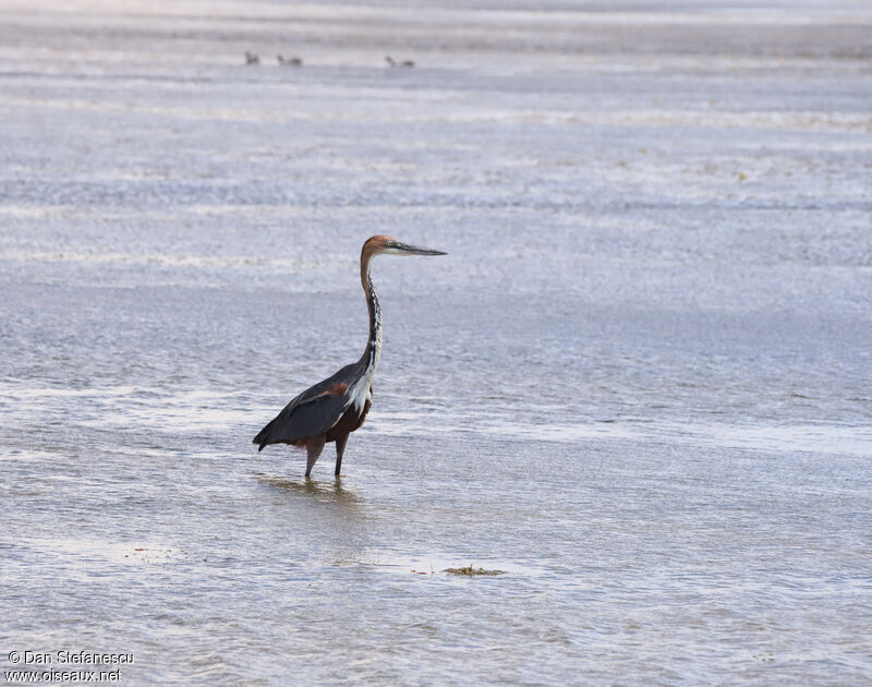 Goliath Heronadult