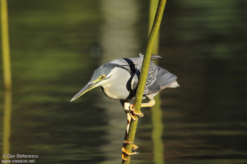 Héron striéadulte, pêche/chasse