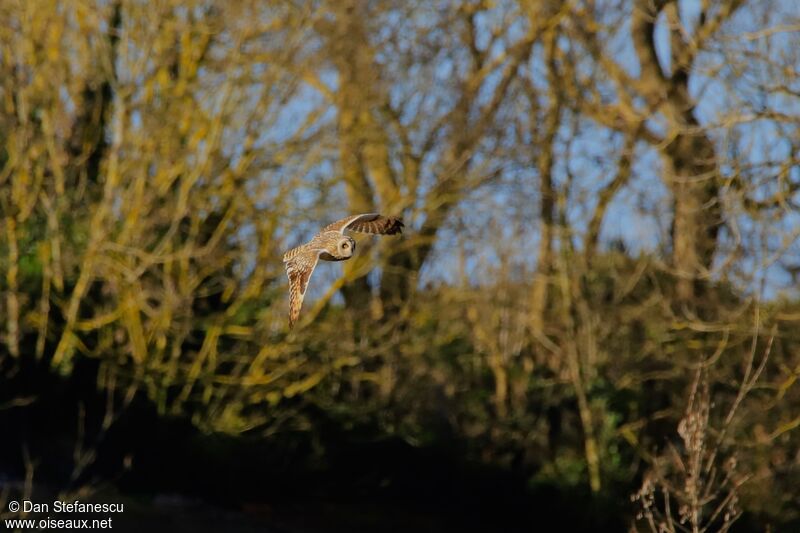 Short-eared Owladult, Flight